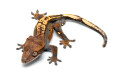 Correlophus ciliatus subadult male